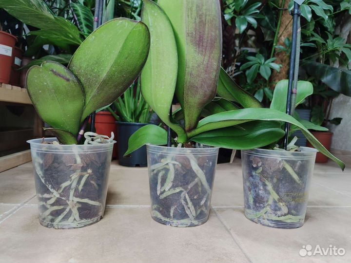 Орхидея фаленопсис Magic Art