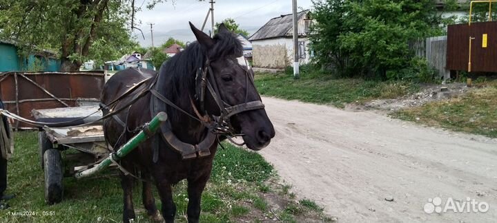 Продам лошадь