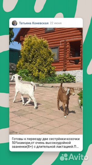 Козочки 50камори