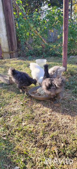 Цыплята китайских шёлковых