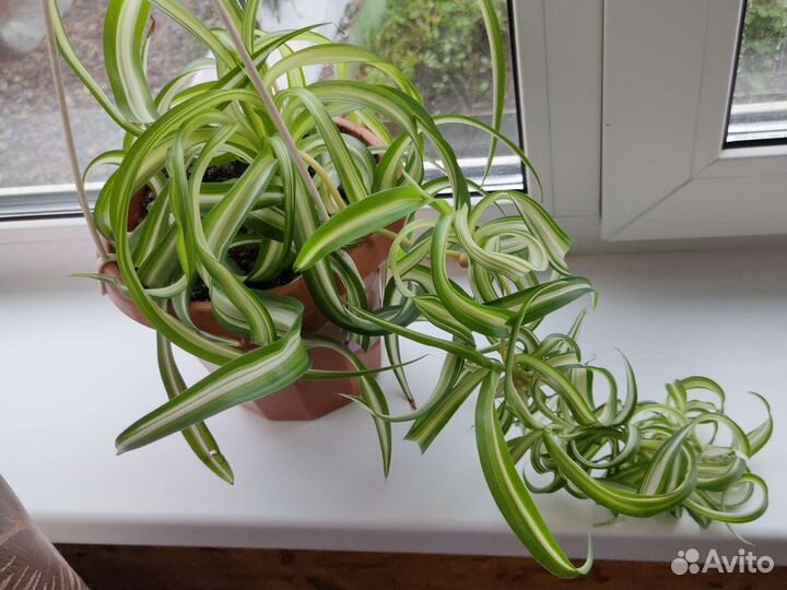 Хлорофитум кудрявый