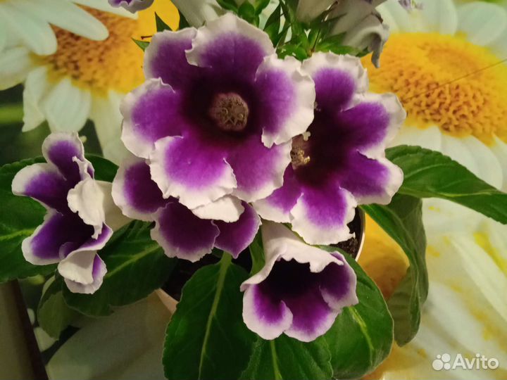 Цветы комнатные. глоксиния