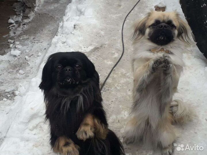 Услуги по выгулу собак Присмотр за растениями и тп