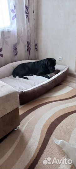Лежанка для собаки