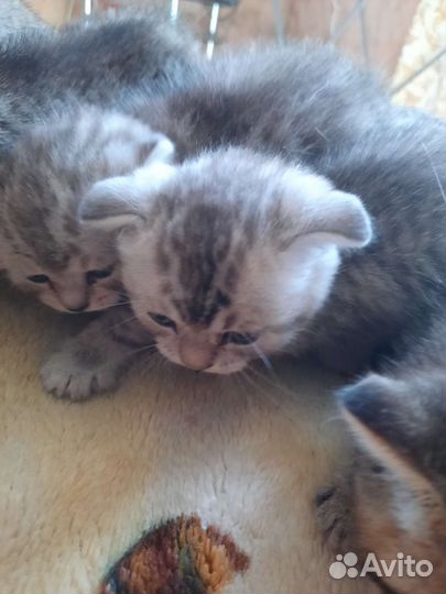 Шотландские котята