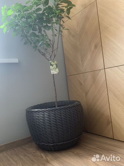 Корзина из ротанга, кашпо для цветов