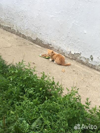 Рыжие, пушистики