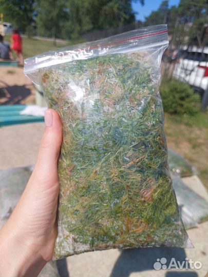 Мох для улиток