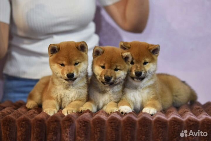 Потрясающие малыши сиба шоу класса