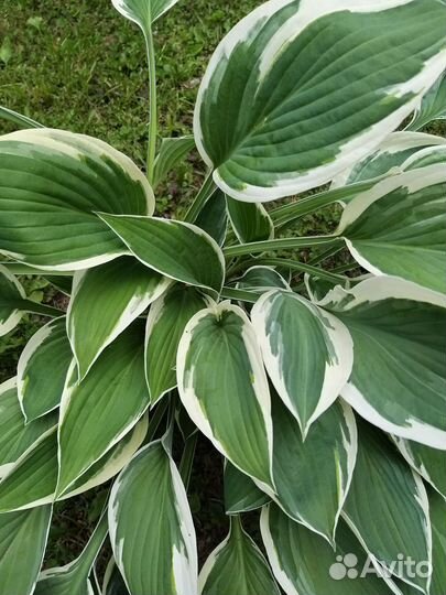 Хоста растение