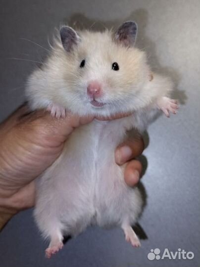 Хомяки блестящие сатиновые ангорские сатин