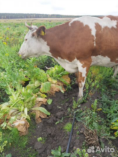 Корова стельная дойная