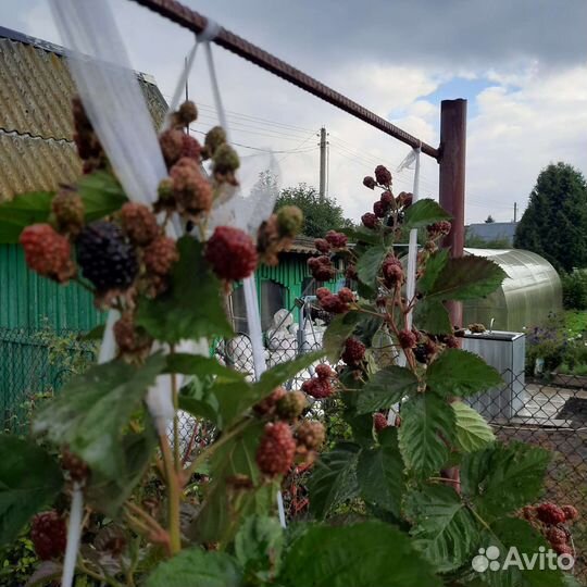 Саженцы ежевики блек мейдик,натчез
