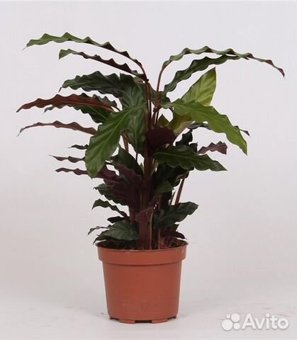 Калатея Руфибарба