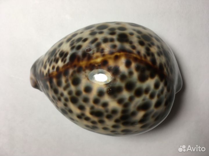 Тигровая ракушка