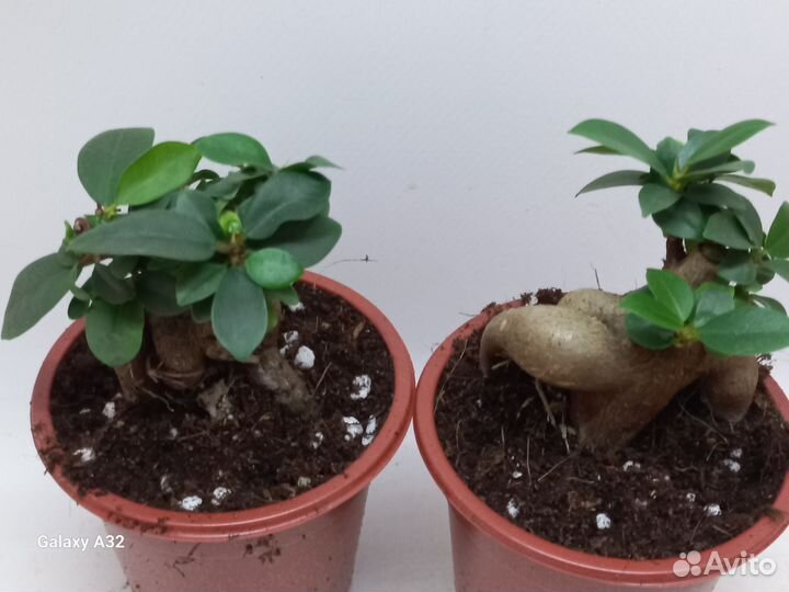 Фикус генсенг