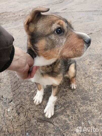 Щенок девочка в добрые руки