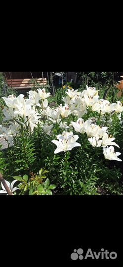 Лилии королевские срезы