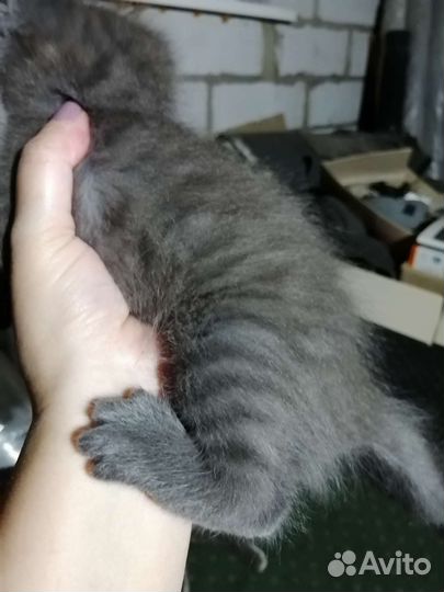 2 мальчика