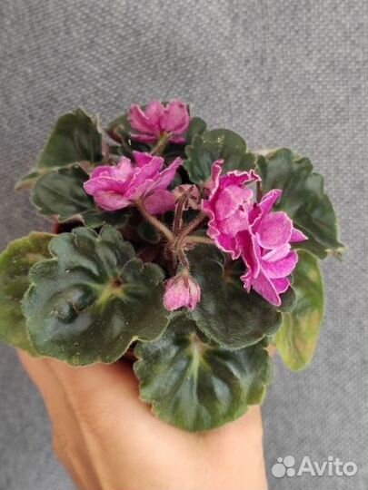 Фиалка Ma's Melody Girl