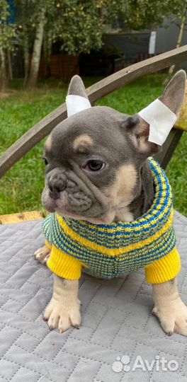 Очаровашка мальчик французского бульдога