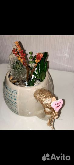 Композиция, суккуленты