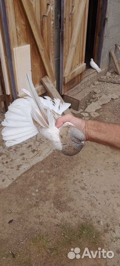 Николаевские голуби (тучерезы)