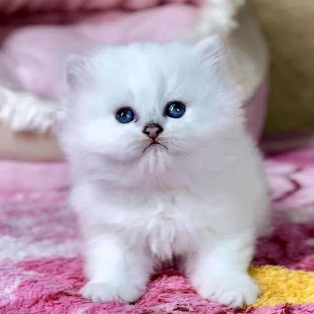 Британский длинношёрстный котёнок