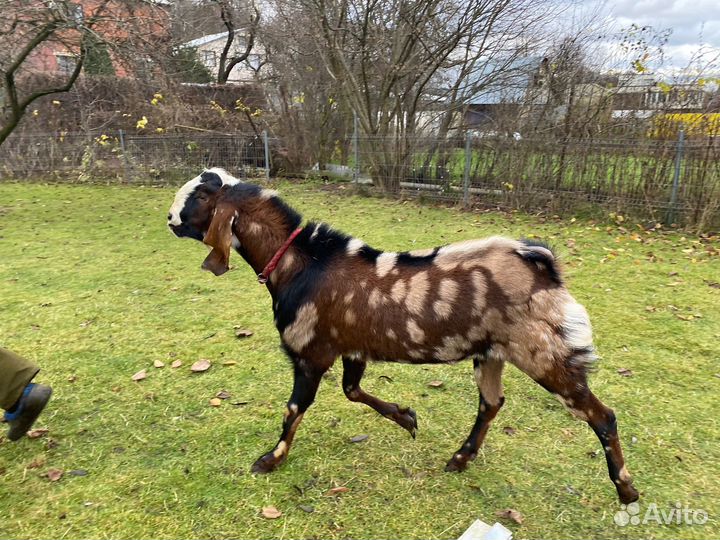 Козел для вязки