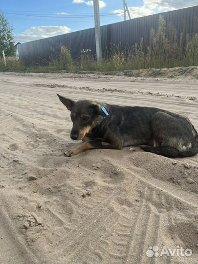 Собаки - щенки в добрые руки