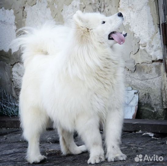 Собачья шерсть и пух