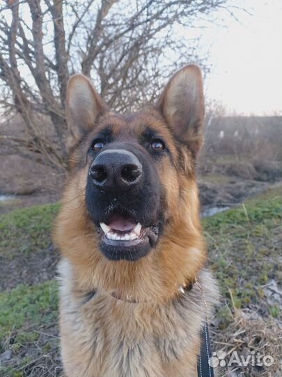 Передержка животных, частный сектор, свой дом