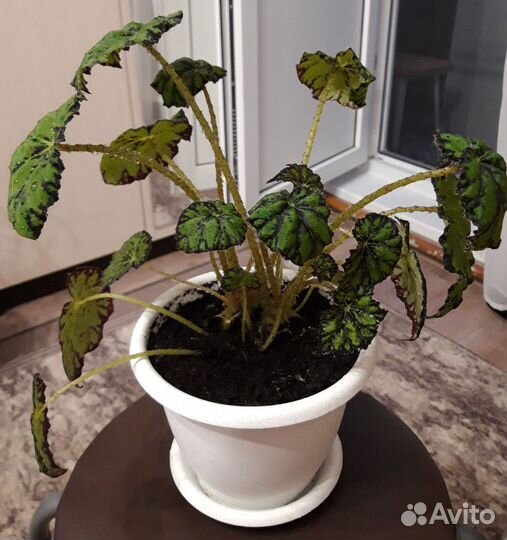 Бегония тигровая