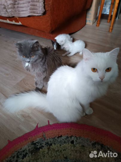 Британские котята