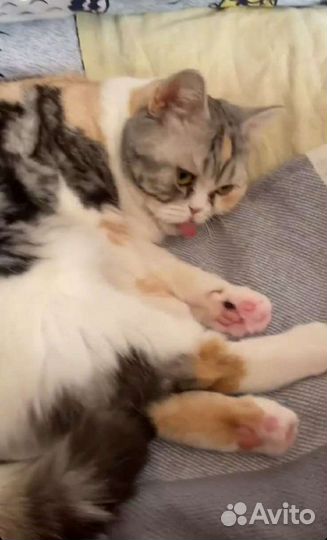 Кошка в добрые руки