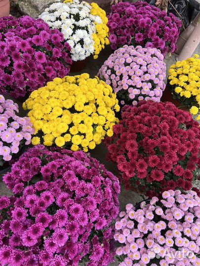 Хризантема