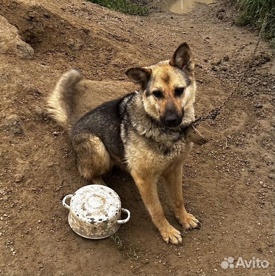 Собака в добрые руки немецкая овчарка помесь