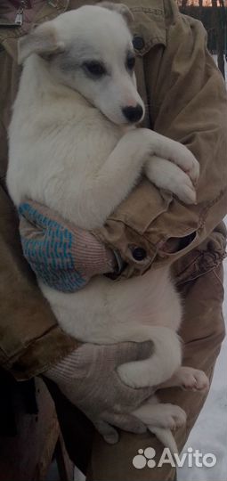 Щенок в добрые руки