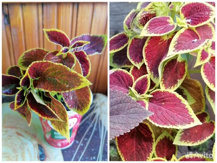 Комнатные цветы