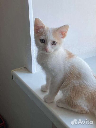 Котёнок в дар бесплатно