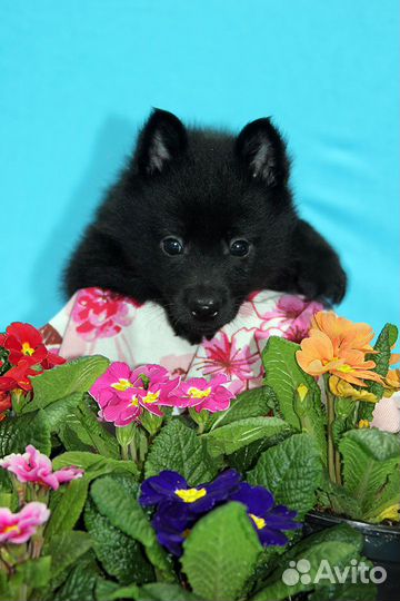 Схипперке (Шипперке) овчарка для города