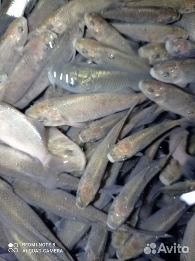 Живец карась оптом