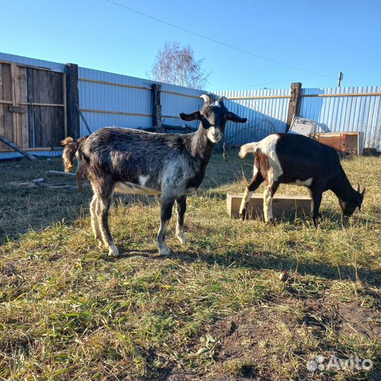 Нубийские козы