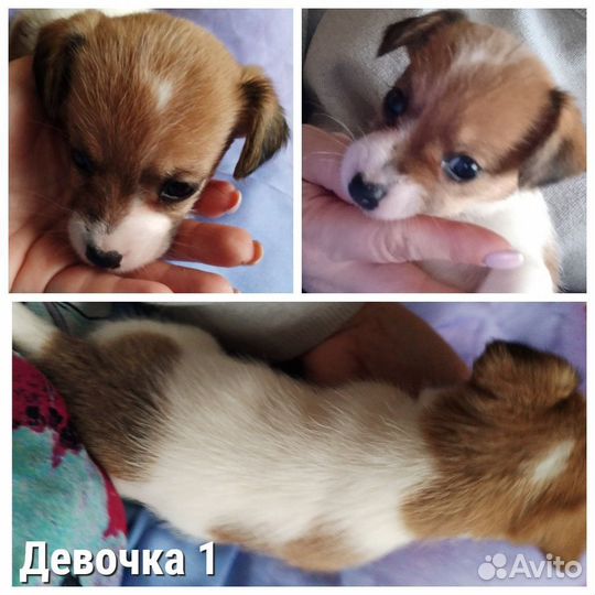 Джек Рассел терьер