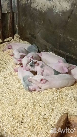 Поросенок ландрас