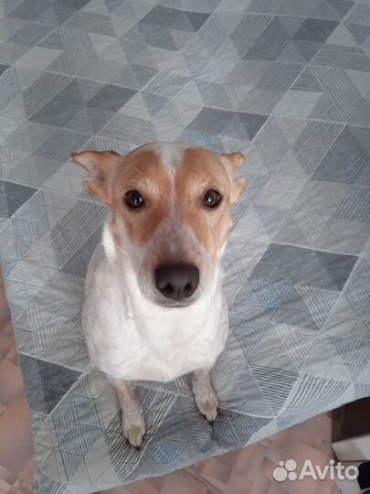 Ищу нового хозяина для собачки