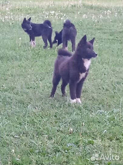 Щенки лайки