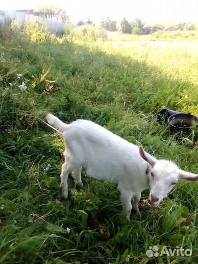 Козлята