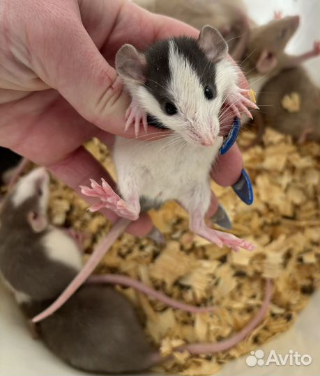 Крысята Дамбо (большой выбор)