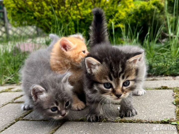 Котята породы 